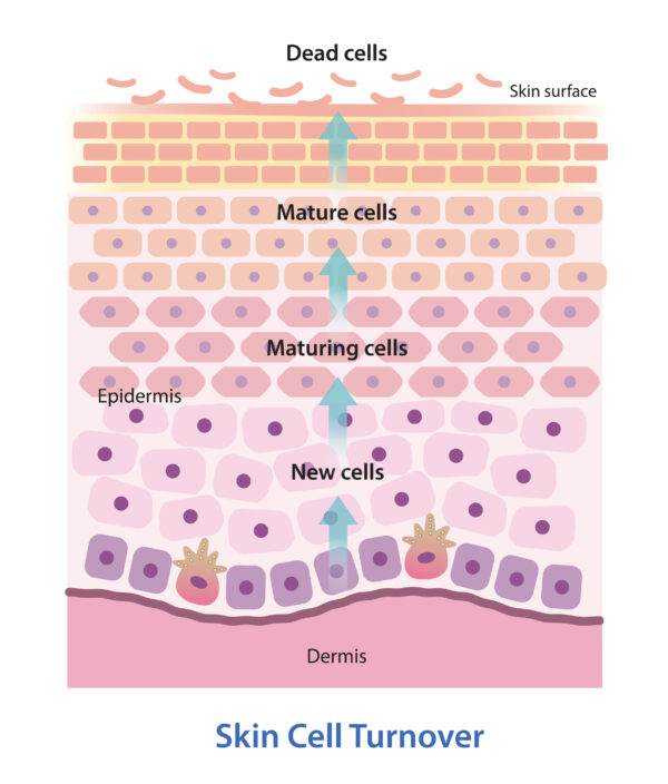 skin cell turnover vector illustration isolated on white background. the process of shedding of dead skin cells and replacement with younger cells. as we age, cellular turnover rates slow down.