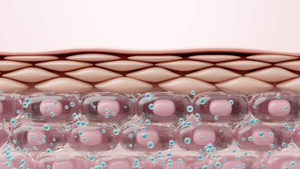 healthy skin layer cross section with plump hydrated cells retaining moisture. 3d render
