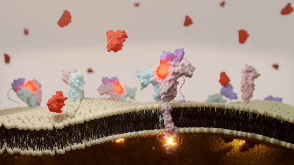 3d illustration of interleukin 2 (il2) receptor binding on t cell surface.