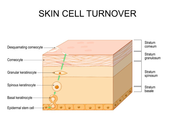 skin cell turnover. epidermal homeostasis.