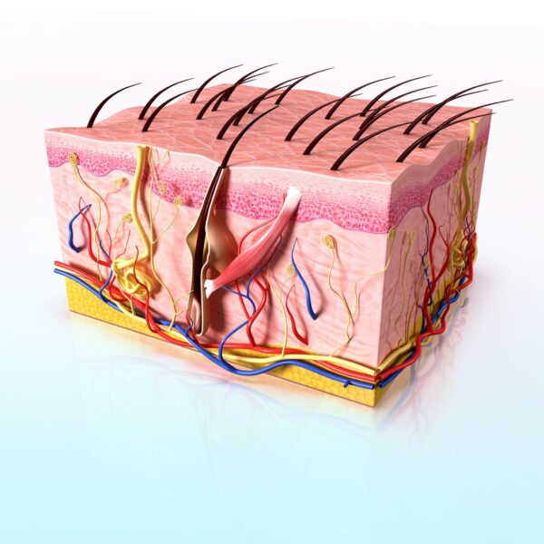 skin cross section