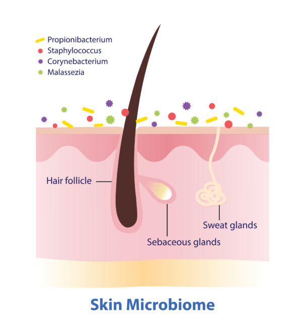 infographic of skin microbiome illustration on white background. cross section of skin layer with hair follicle, sweat gland and commensal bacteria, viruses, fungi and mites cover the surface skin.